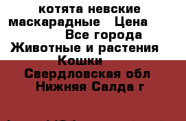 котята невские маскарадные › Цена ­ 18 000 - Все города Животные и растения » Кошки   . Свердловская обл.,Нижняя Салда г.